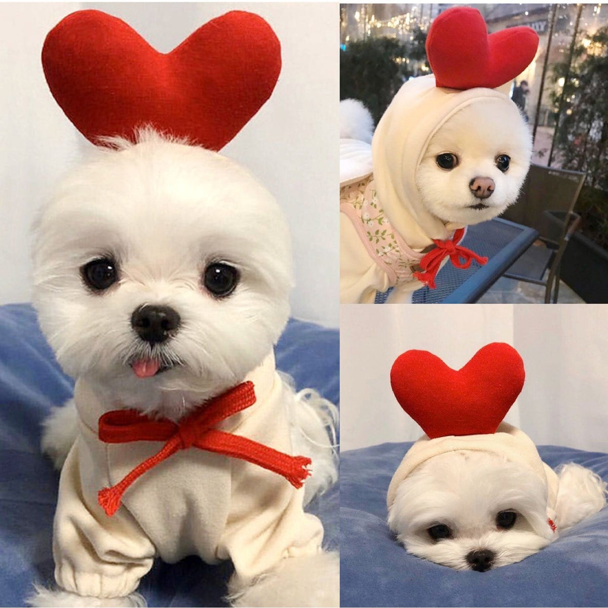 Dog Halloween Costume with Custom T-Shirt, Fleece Hoodie and Novelty Hood for Small Dogs