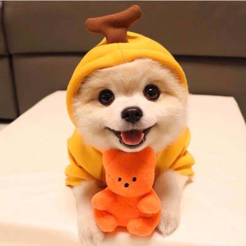 Dog Halloween Costume with Custom T-Shirt, Fleece Hoodie and Novelty Hood for Small Dogs