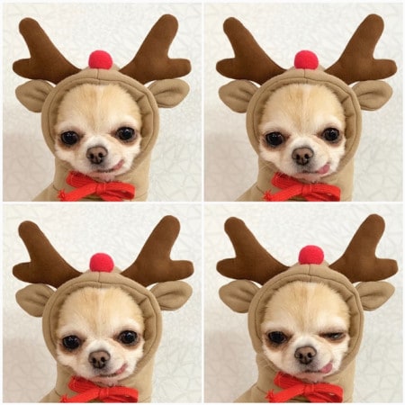 Dog Halloween Costume with Custom T-Shirt, Fleece Hoodie and Novelty Hood for Small Dogs