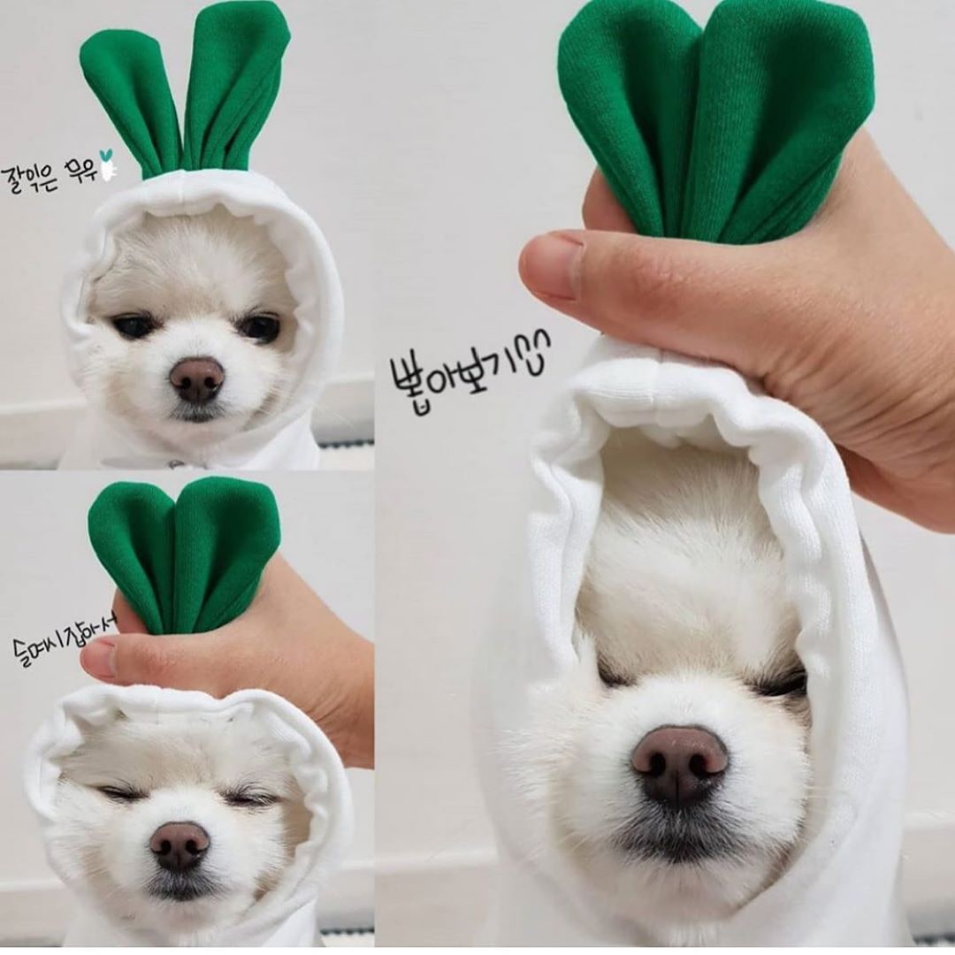 Dog Halloween Costume with Custom T-Shirt, Fleece Hoodie and Novelty Hood for Small Dogs