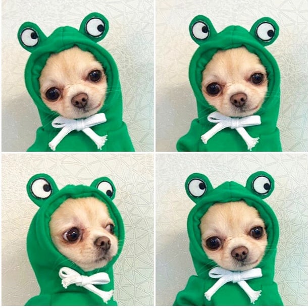 Dog Halloween Costume with Custom T-Shirt, Fleece Hoodie and Novelty Hood for Small Dogs