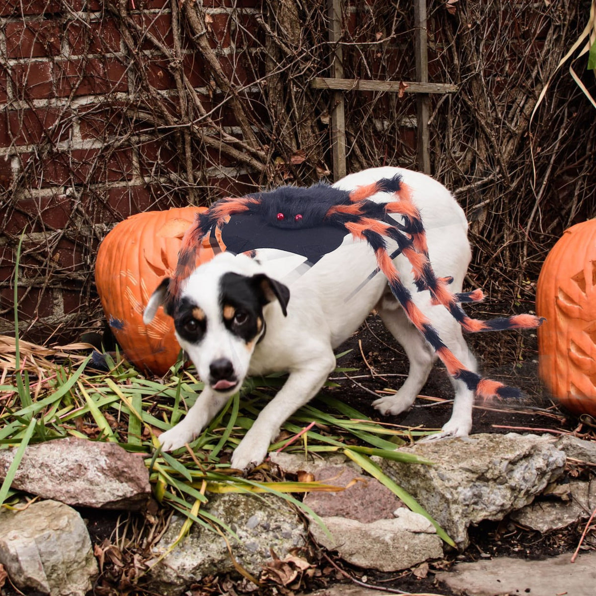 Dog Spider Costume with Bendable Fuzzy Legs for Halloween Pet Cats