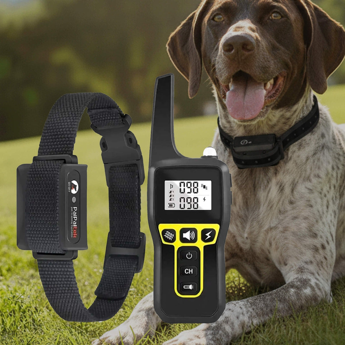 Dog Training Collar with Remote Control Waterproof Receiver and Name Tag Shock