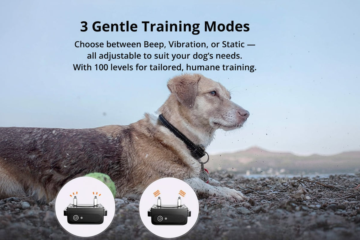 Dog Training Collar with Remote Control Waterproof Receiver and Name Tag Shock