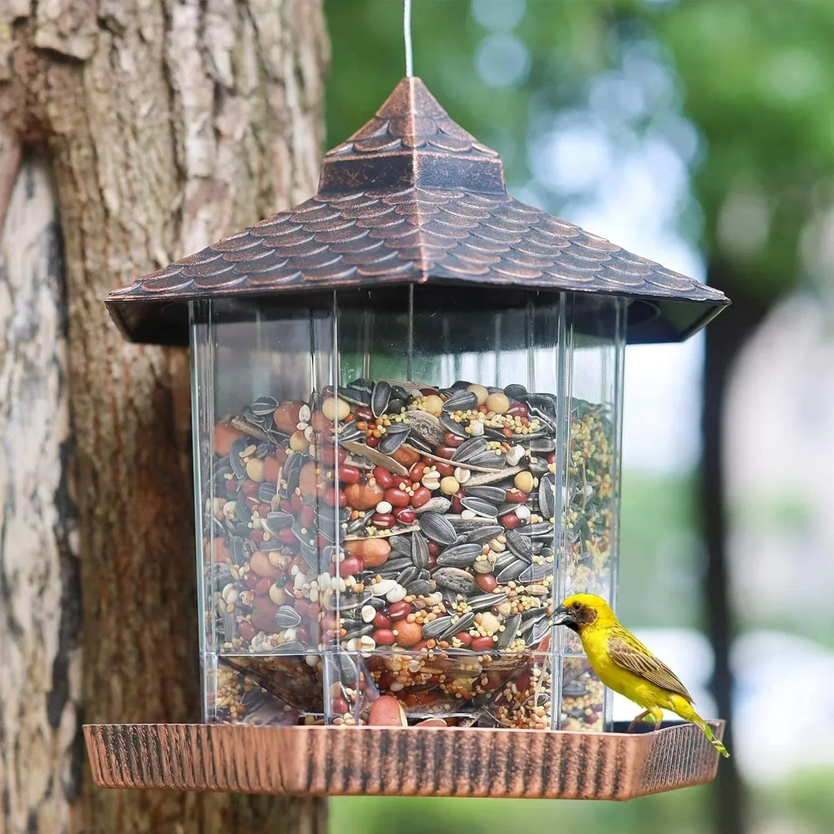 Hanging Bird Feeder | Weatherproof Roof & Transparent Body | 1.18 kg Capacity