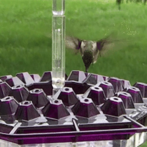 Hummingbird Feeder with Hexagonal Ports and Homemade Nectar Dish
